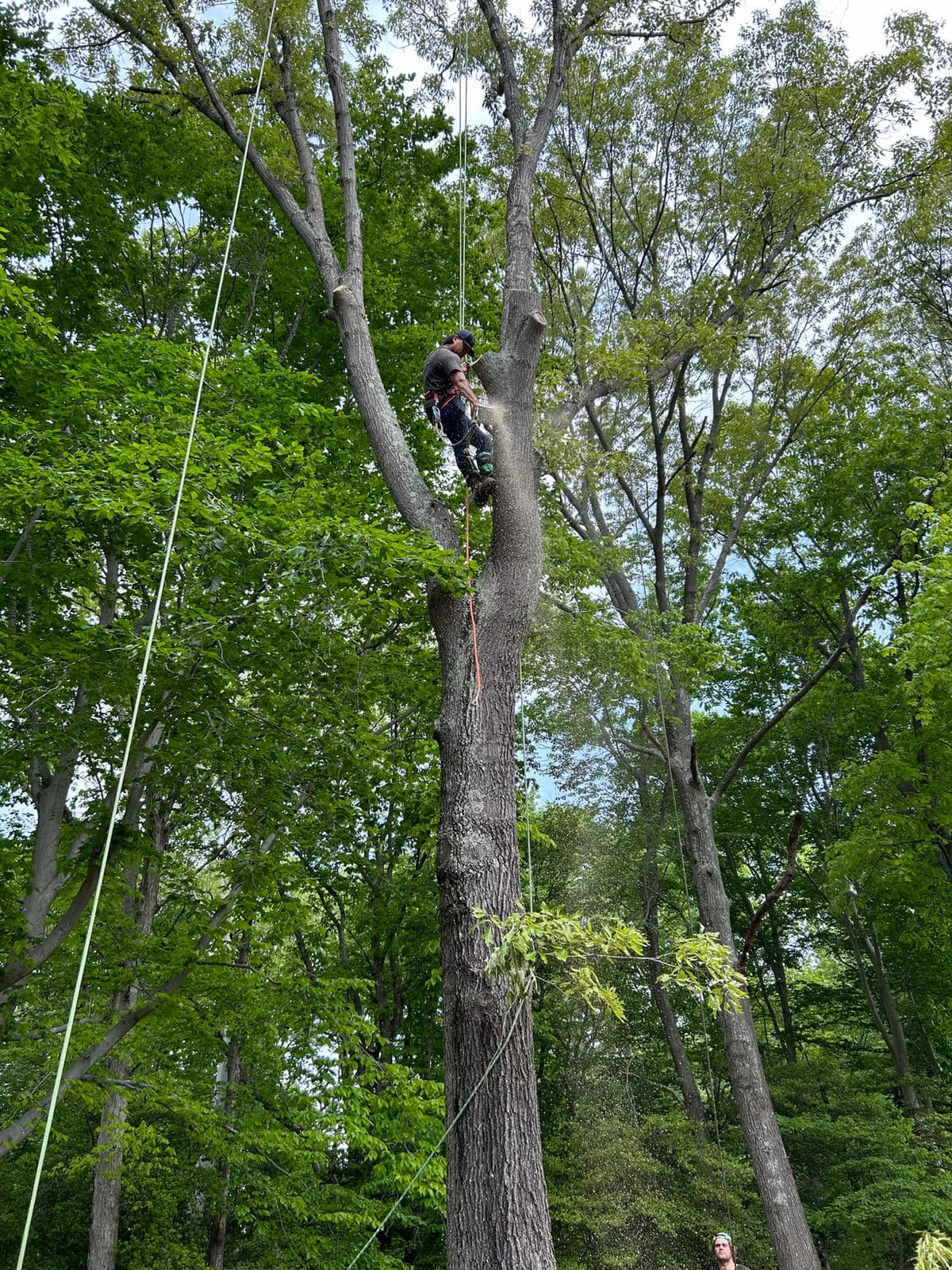 Climber ascending a tree trunk on a rope line