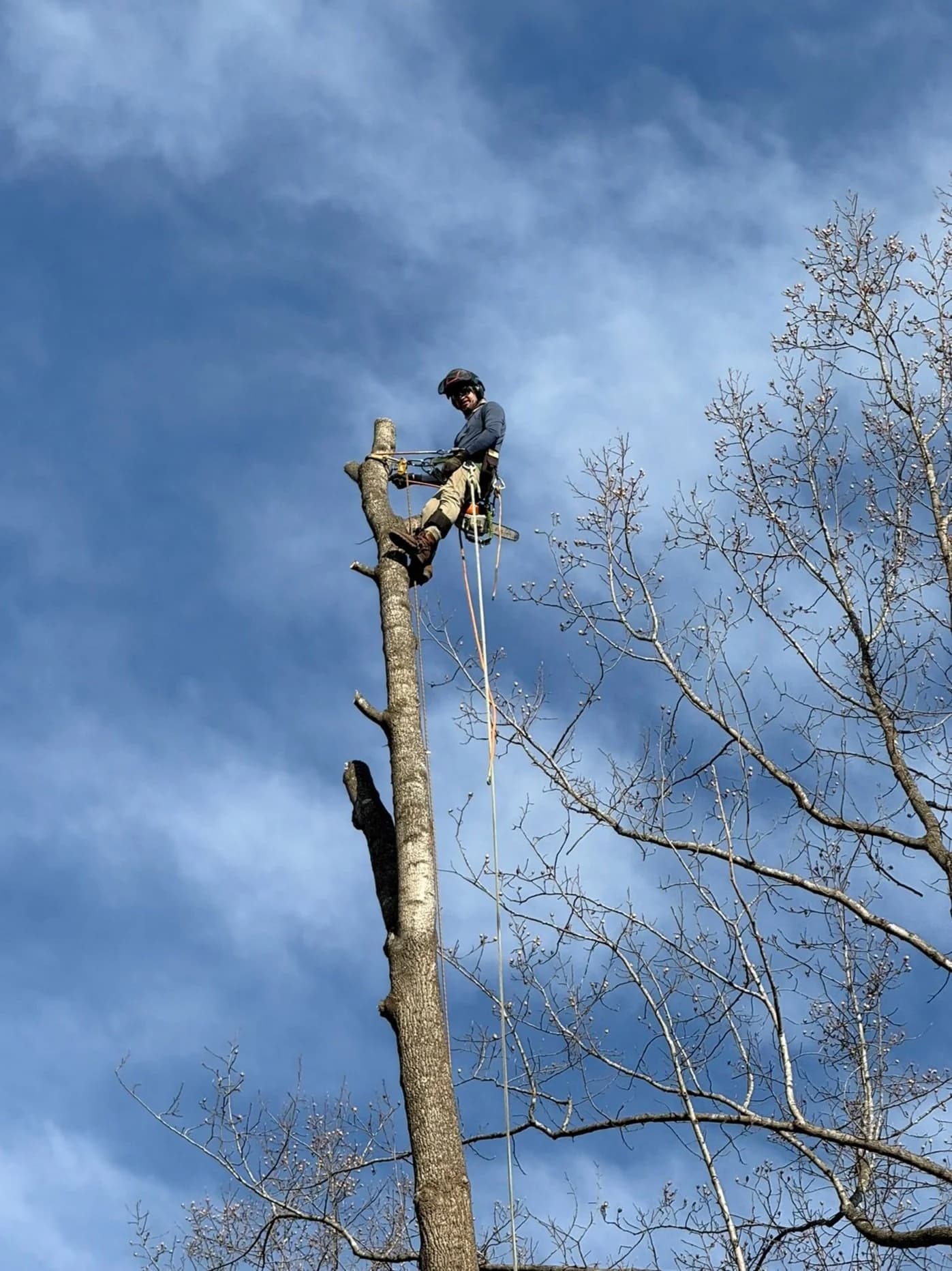 Cardoza climber standing on top of a tree trunk during a sectional removal