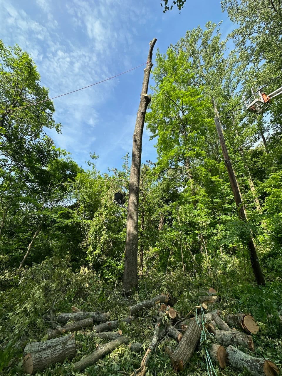 Bucket truck positioned beside a large tree during a removal